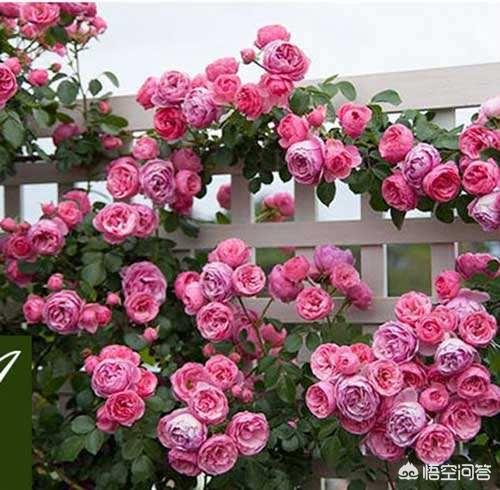伯德梗适合家庭养吗:有没有户外自己爬墙、花期长、好养活的植物啊？