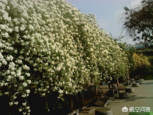 伯德梗适合家庭养吗:有没有户外自己爬墙、花期长、好养活的植物啊？