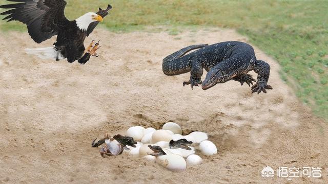 鳄鱼的天敌是谁?为什么?