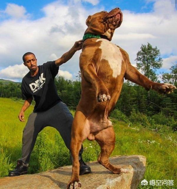 斯塔福梗犬肩高:如果比特犬和狮子一样大，有可能打过狮子吗？