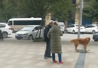斑点狗好养吗聪明吗:怎么看一只狗狗聪不聪明？