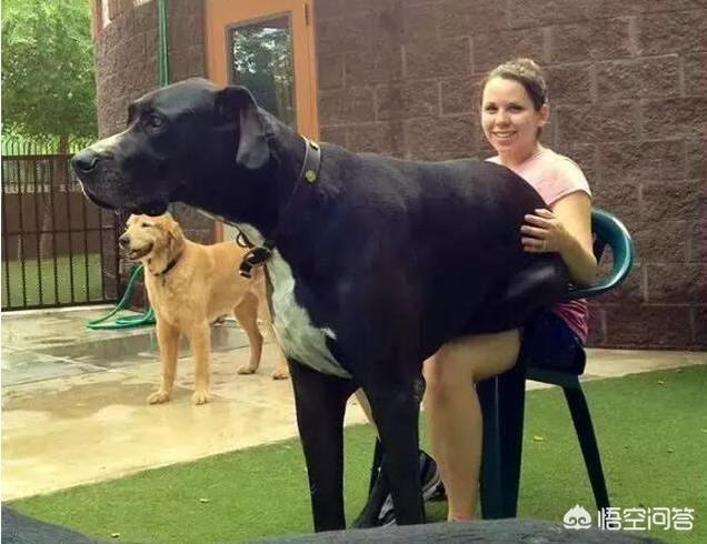 小狗多戈尔在线观看:养一只大型犬是一种什么体验？
