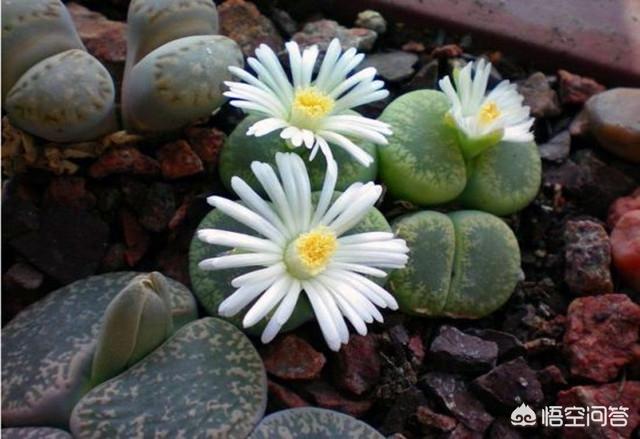 石花治疗什么病,海石花的功效与作用是什么？