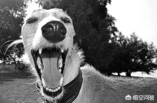 介助犬的遗言:有些流浪狗救助站呼吁捐狗粮，你认为捐狗粮应该吗？