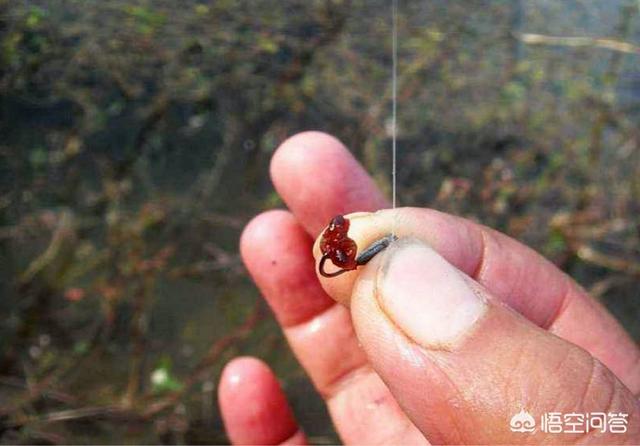 红虫钓鱼:秋冬季野钓鲫鱼鲤鱼用红虫效果怎么样？