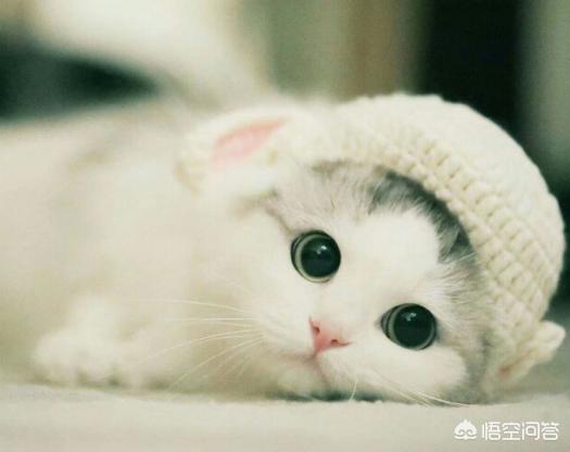 猫玩:为什么总是跟猫玩着玩着的时候，它会突然扑上来咬一口？