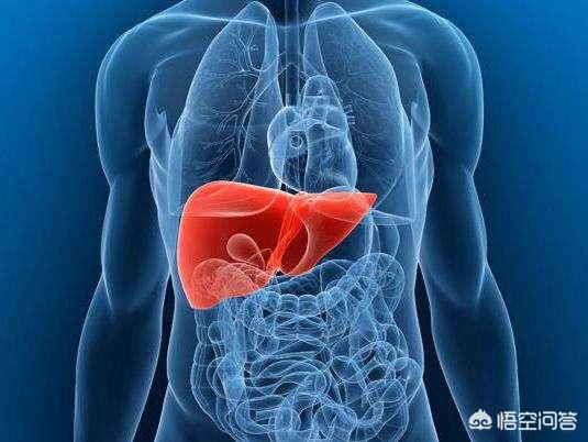 養生知識中醫養肝,中醫講的肝臟的功能，都包括哪些方面？