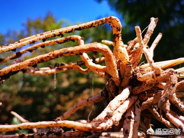 凤尾兰的图片:兰花植料里出现的“白色丝状物”对兰花有害吗？