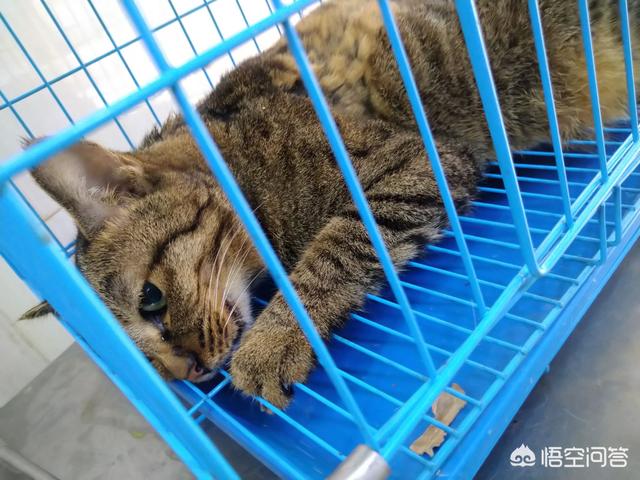 猫咪血尿可自己好么:猫咪尿血常见吗，猫咪尿血如何对付？