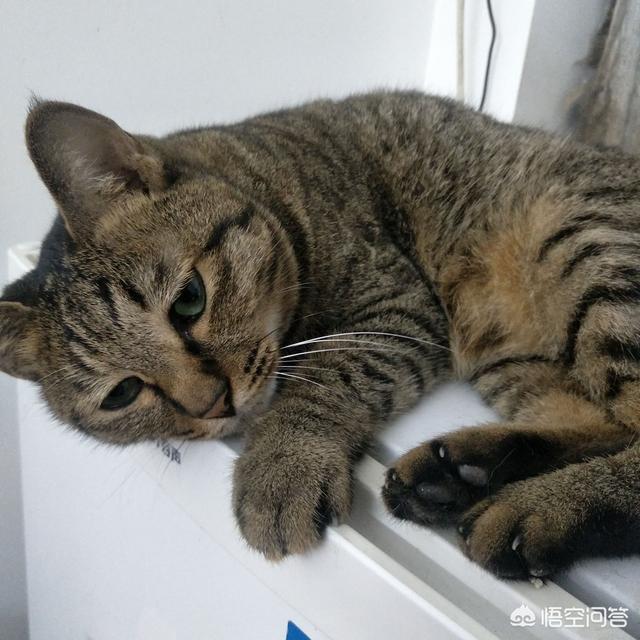 猫咪尿血的常见原因有哪些，吃三金片能治愈猫咪尿血吗