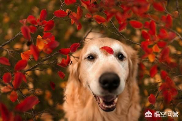 纯种的小金毛犬图片:纯种金毛犬图片大全 世界上最纯的金毛还有吗？