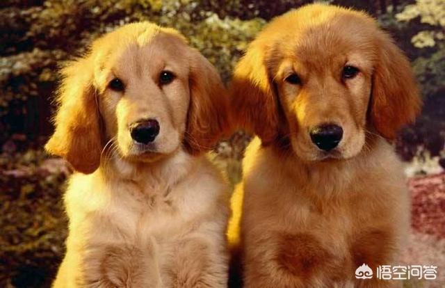 纯种的小金毛犬图片:纯种金毛犬图片大全 世界上最纯的金毛还有吗？