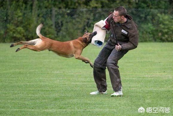 小缉毒犬:你怎么看英国黑帮出20万买立功狗头？