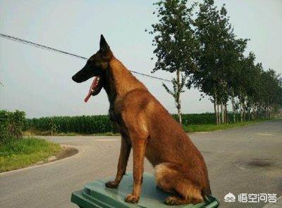 小缉毒犬:你怎么看英国黑帮出20万买立功狗头？