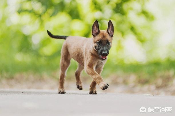 小缉毒犬:你怎么看英国黑帮出20万买立功狗头？