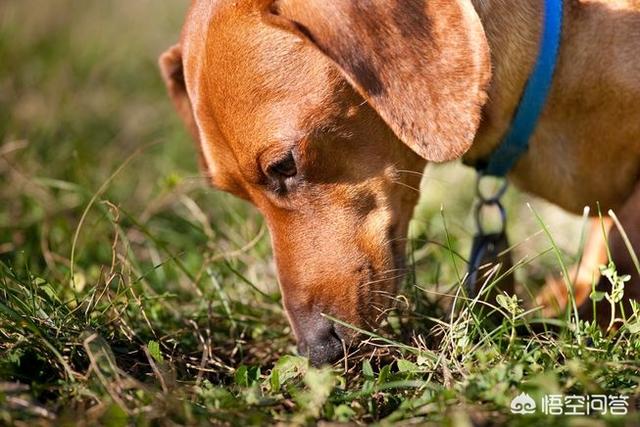 小犬当家:你知道不能对刚到家的狗狗做什么事情吗？