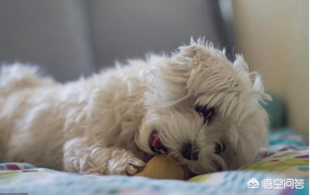 比熊图片:比熊犬有哪些“底线”，尽量不要去触碰？