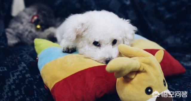 比熊图片:比熊犬有哪些“底线”，尽量不要去触碰？