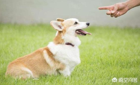 宠物狗的品种及图片柯基:法斗、腊肠犬、柯基犬，你更喜欢谁？为什么？