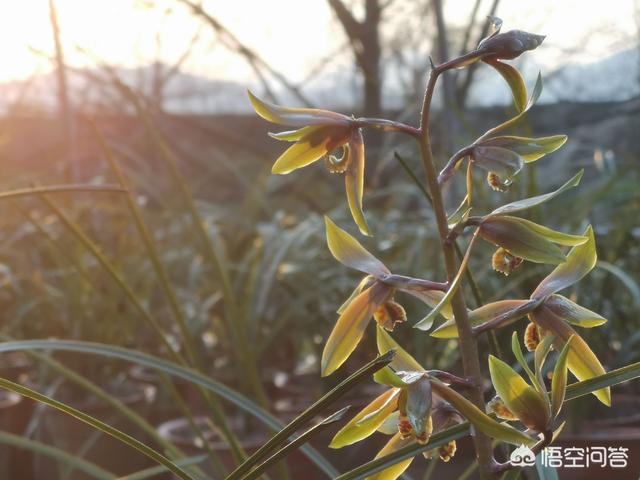 多花指甲兰价位:为什么兰花场的兰花开花这么多，而家养的兰花就没有这么多的花？