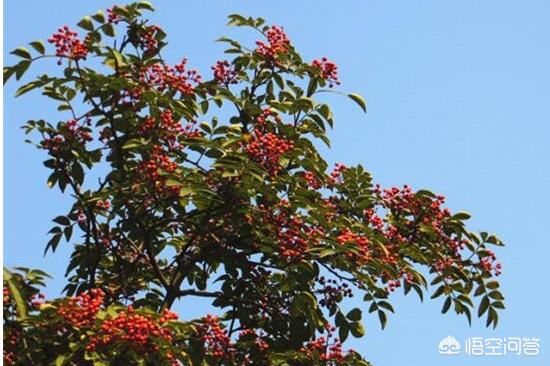 10种招鬼的花,农村老人说大门口种花椒树不好，为什么？