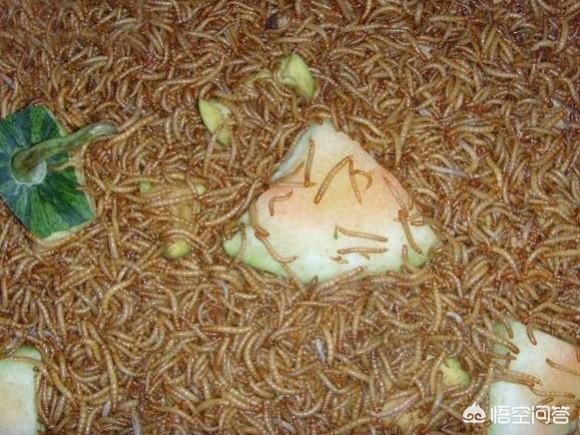 养黄粉虫:我养殖的黄粉虫为什么会出现虫吃虫的情况，该如何处理？
