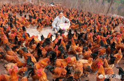 散养鸡技术:散养的土鸡吃什么？需要注意什么？