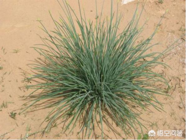 旱獭子肉价格:古代游牧民族是不是吃根青菜都奢侈？他们日常吃什么？