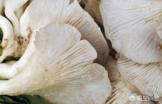 头条问答 种植凤尾菇需注意什么细节 如何处理 7个回答