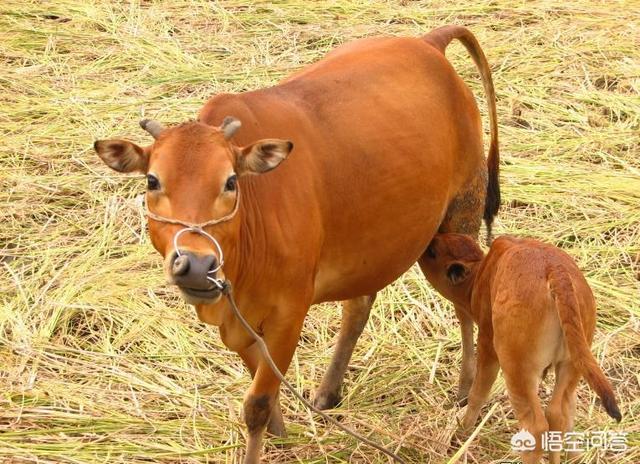 外科疾病总结:中医外科包含哪些方面，发展前途怎么样？