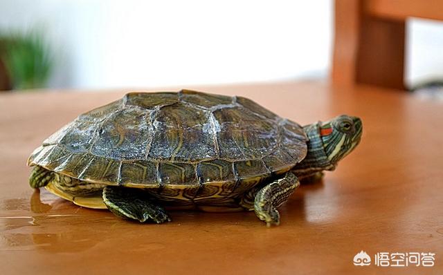 乌龟的尾巴为什么硬