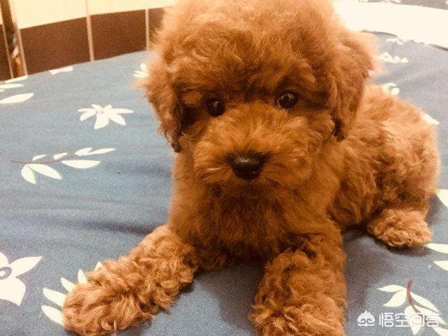 头条问答 泰迪几岁开始步入晚年 老了的泰迪如何照顾才正确 最萌铲屎官的回答 0赞