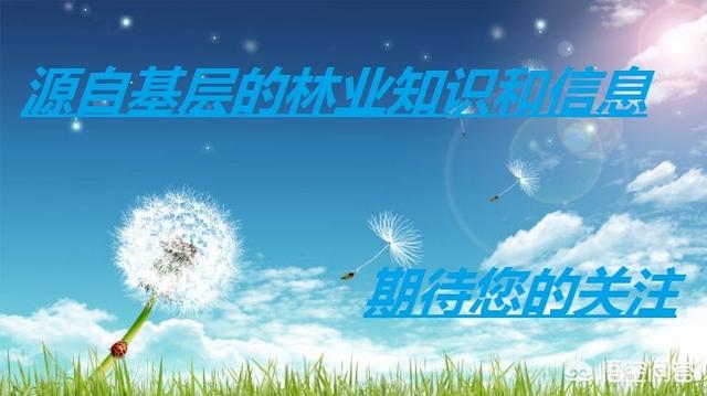 如何提高油茶苗种植成活率？