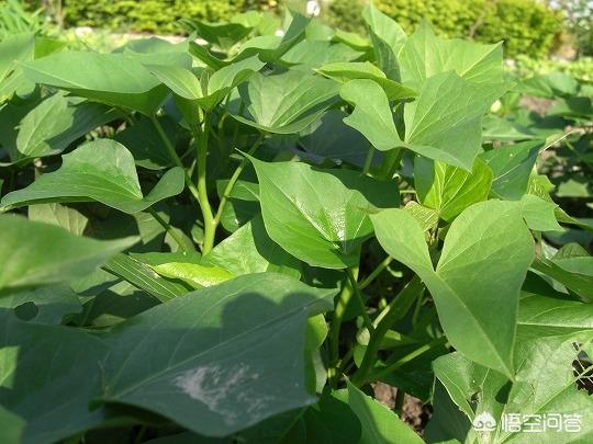 养羊适合种植什么植物当饲料好？