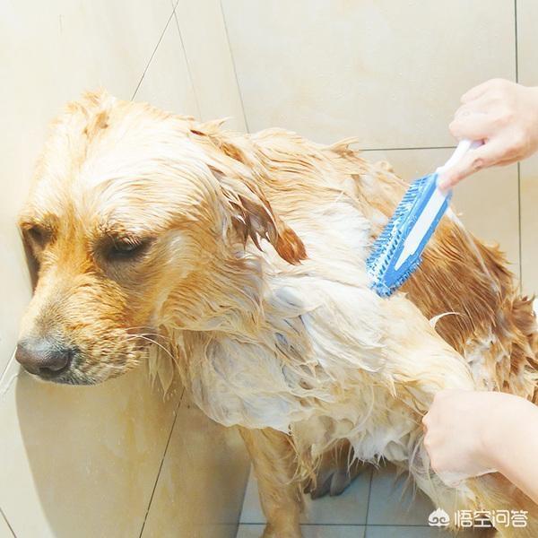 在家给宠物洗澡:#萌星人成长记#你都是怎么给你的宠物洗澡的？