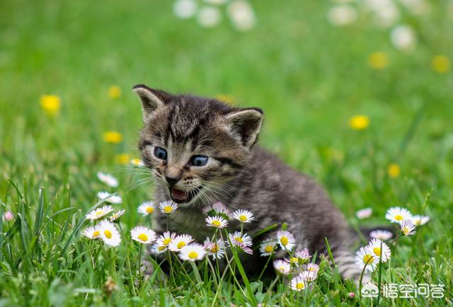 小花猫喵喵叫:小花猫喵喵叫是什么歌 刚来的小猫咪一直叫，怕生很委屈怎么办？