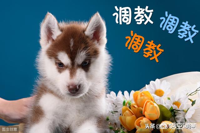 江润犬业哈士奇:家里养一只哈士奇好不好？