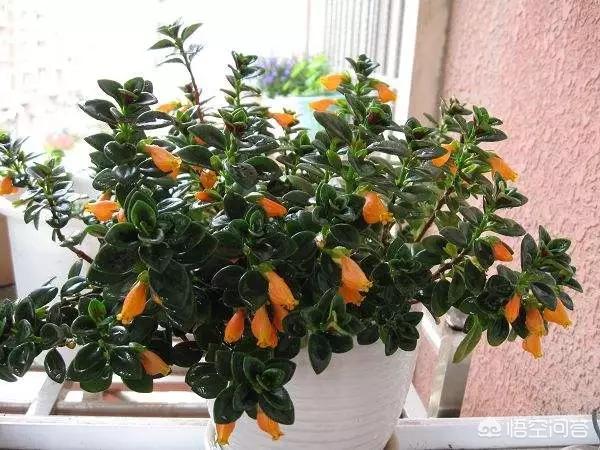 盆景植物金鱼草怎么养:怎么种植金鱼草？金鱼草有什么药效？