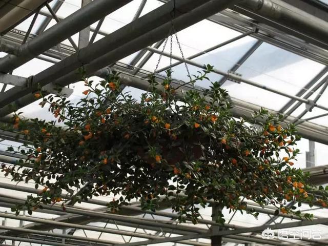 盆景植物金鱼草怎么养:怎么种植金鱼草？金鱼草有什么药效？