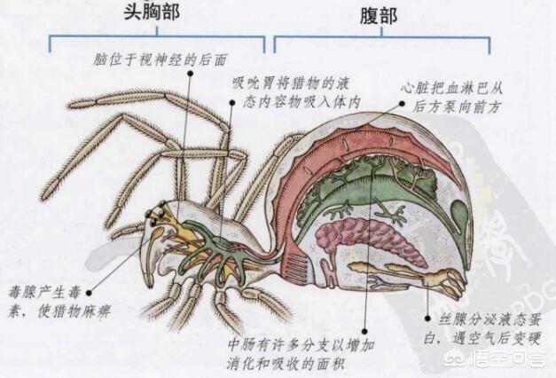 头条问答 蜘蛛是一种昆虫吗 7个回答