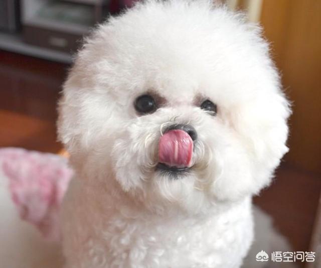 爱狗网比熊论坛:我养了一只比熊犬，太挑食了怎么办？
