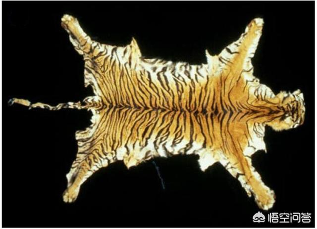 世界动物之最:世界上最“高”的动物是哪些？
