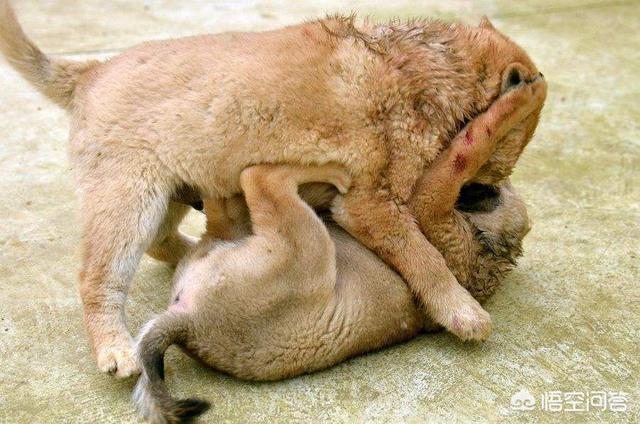细狗咬狗视频大全:养了个咬主人的狗该怎么办？ 山东细狗咬狗视频