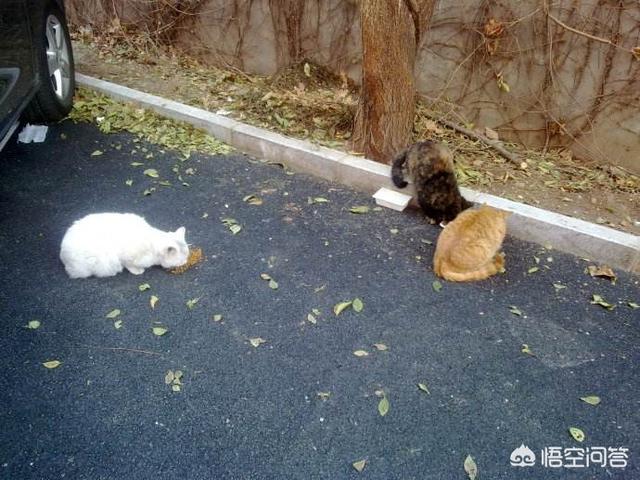 流浪小猫吃什么:喂流浪猫吃什么猫粮 喂食物给流浪猫吃是好事还是坏事？