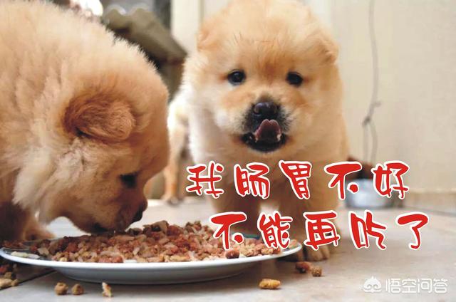 犬钩虫病吃什么食物好:你知道有哪些食物可以治疗狗狗的一些常见病？