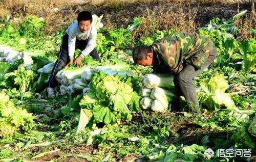 小茹和黄狗驴交小说:农业的土地性质有哪几类？