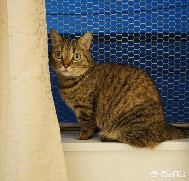 猫咪不乖的作品请:猫咪不乖的所有小说 刚收养的流浪猫越来越不乖了，该怎么办？