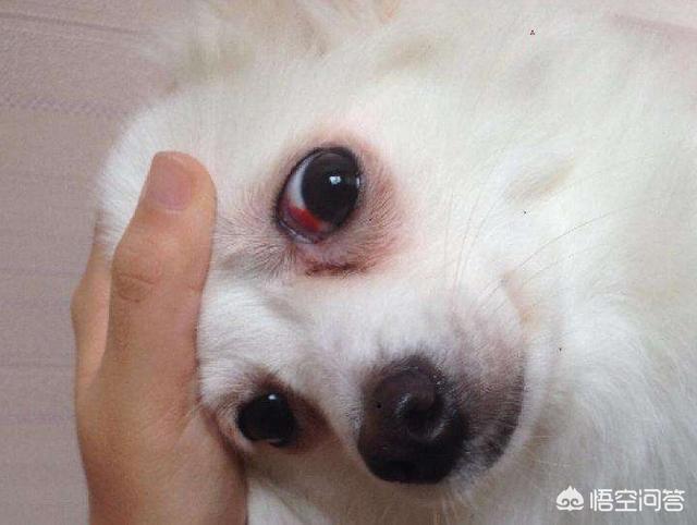狗病:狗狗身上长红点怎么回事啊？