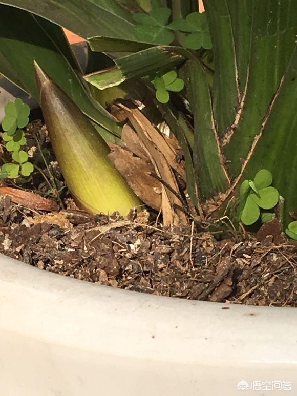 九子大花蕙兰图片大全:种植大花蕙兰对环境，温度以及水分有怎样的要求标准？