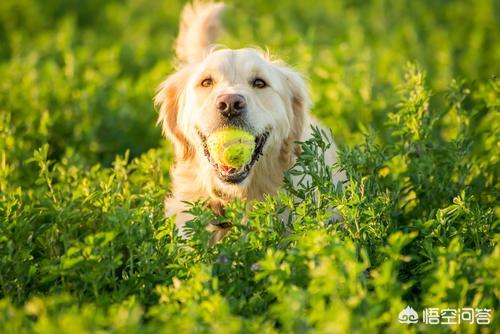 金毛巡回猎犬训练:怎么训练金毛幼犬捡东西？ 金毛巡回猎犬蓝皮书